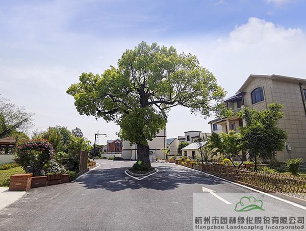 亚洲精品白浆高清久久久久久