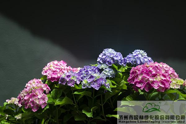 亚洲精品白浆高清久久久久久