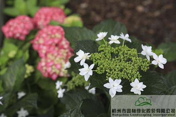 亚洲精品白浆高清久久久久久