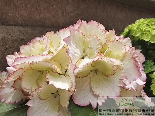 亚洲精品白浆高清久久久久久