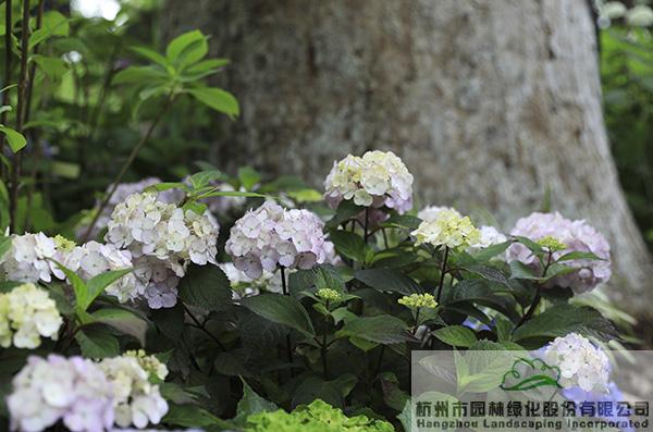 亚洲精品白浆高清久久久久久