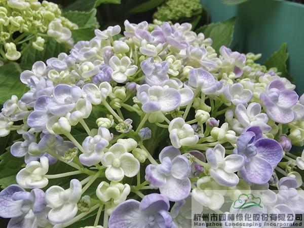 亚洲精品白浆高清久久久久久