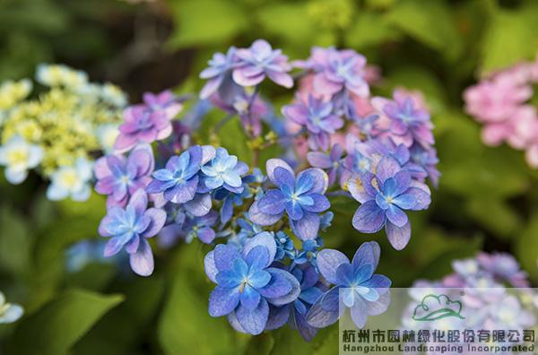 亚洲精品白浆高清久久久久久