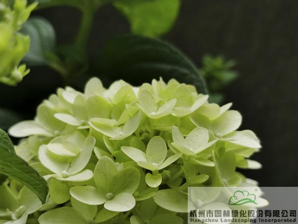 亚洲精品白浆高清久久久久久