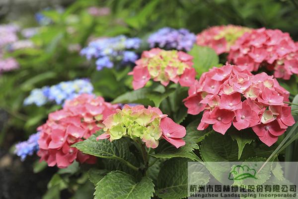 亚洲精品白浆高清久久久久久