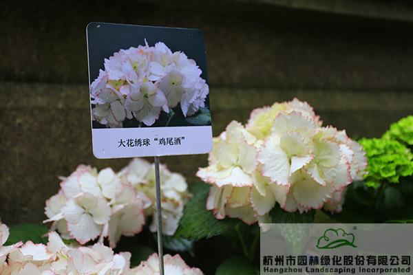 亚洲精品白浆高清久久久久久