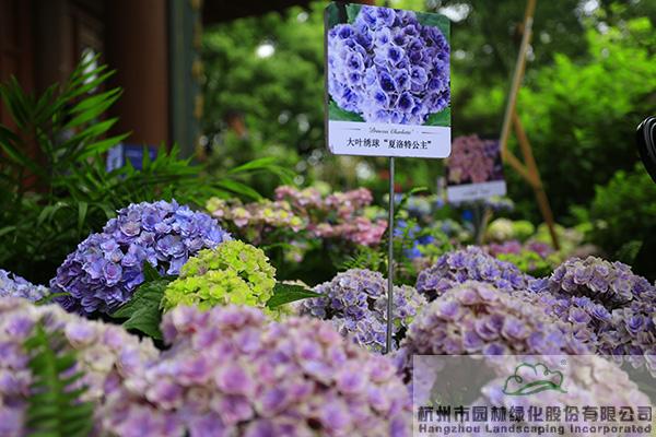 亚洲精品白浆高清久久久久久