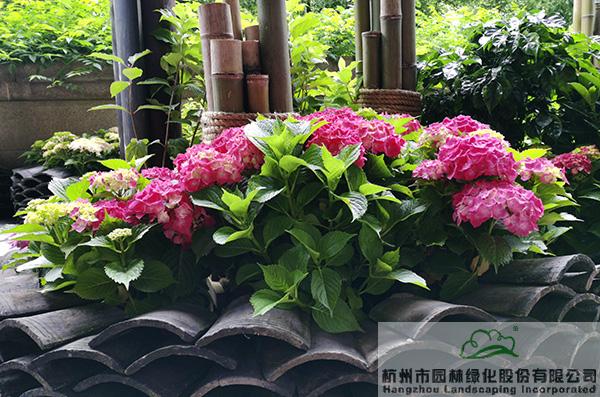 亚洲精品白浆高清久久久久久