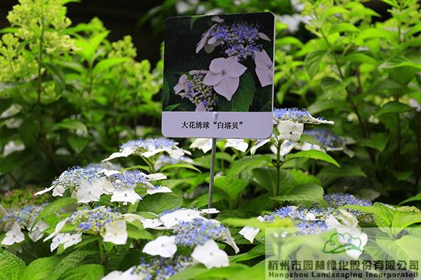 亚洲精品白浆高清久久久久久