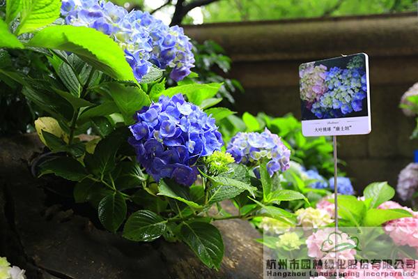 亚洲精品白浆高清久久久久久