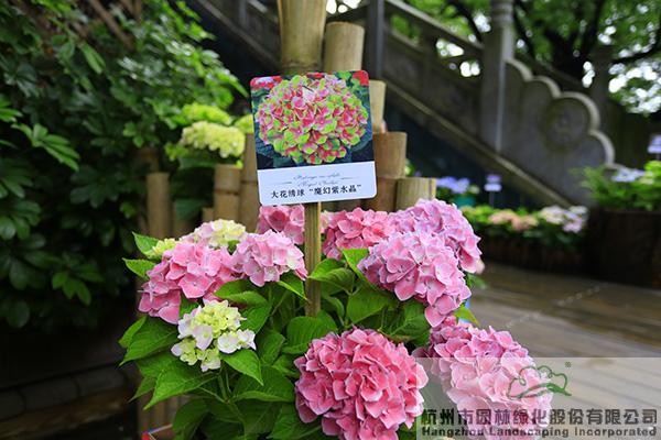 亚洲精品白浆高清久久久久久