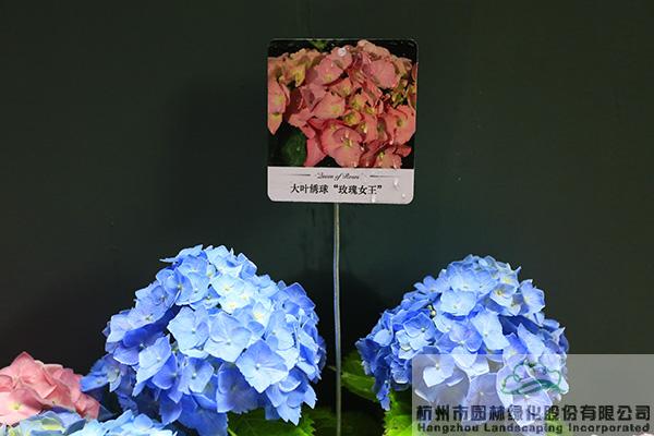 亚洲精品白浆高清久久久久久