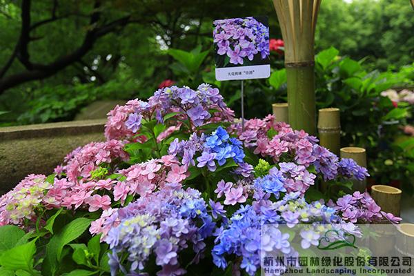 亚洲精品白浆高清久久久久久