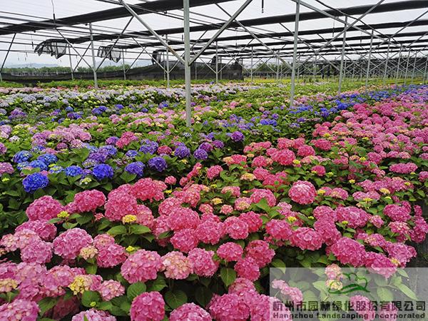 亚洲精品白浆高清久久久久久