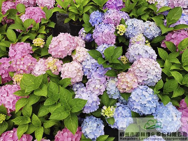 亚洲精品白浆高清久久久久久