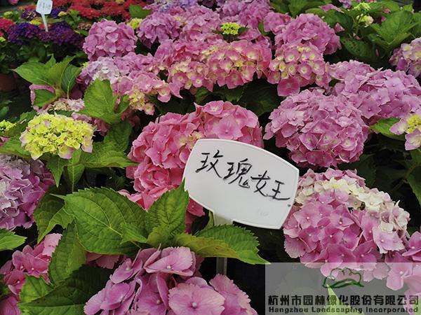 亚洲精品白浆高清久久久久久