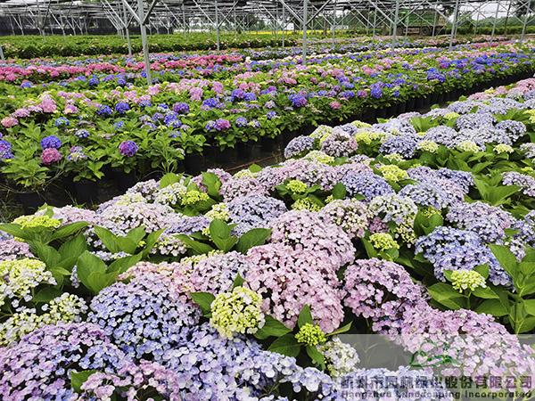 亚洲精品白浆高清久久久久久