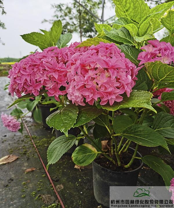 亚洲精品白浆高清久久久久久