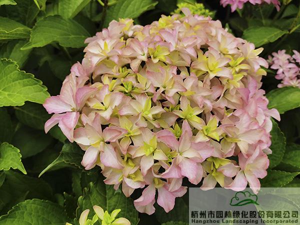 亚洲精品白浆高清久久久久久