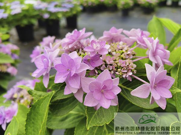 亚洲精品白浆高清久久久久久