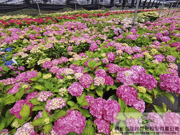 亚洲精品白浆高清久久久久久