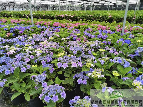 亚洲精品白浆高清久久久久久