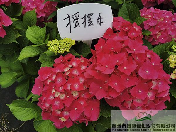 亚洲精品白浆高清久久久久久