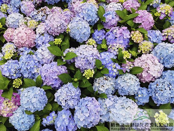 亚洲精品白浆高清久久久久久