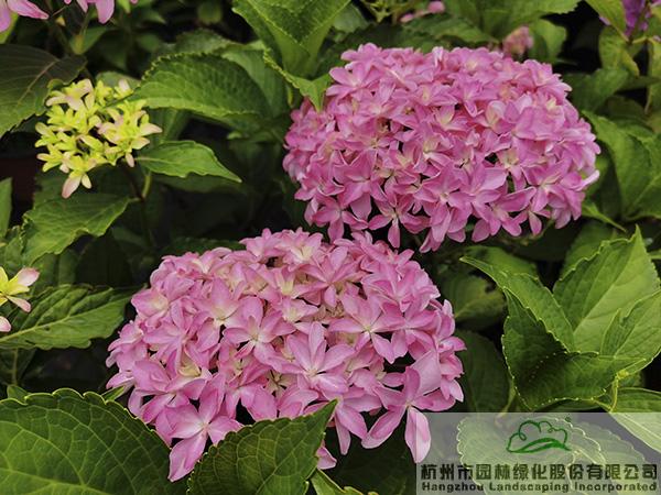 亚洲精品白浆高清久久久久久