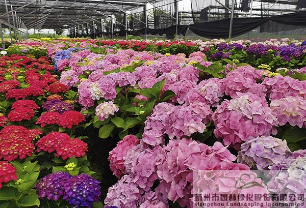 亚洲精品白浆高清久久久久久