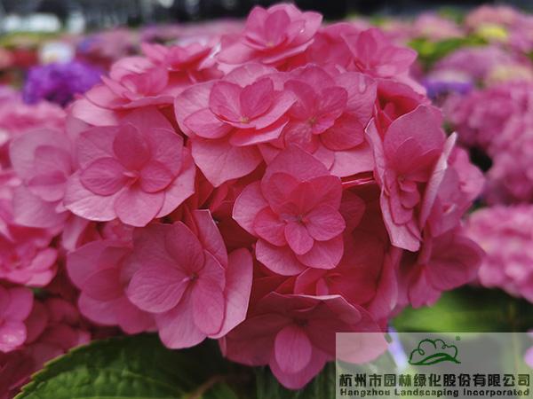 亚洲精品白浆高清久久久久久