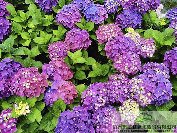 亚洲精品白浆高清久久久久久