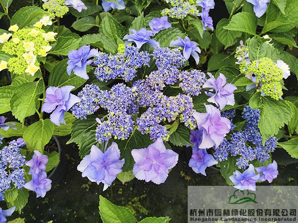 亚洲精品白浆高清久久久久久