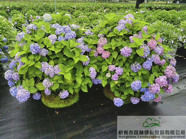 亚洲精品白浆高清久久久久久