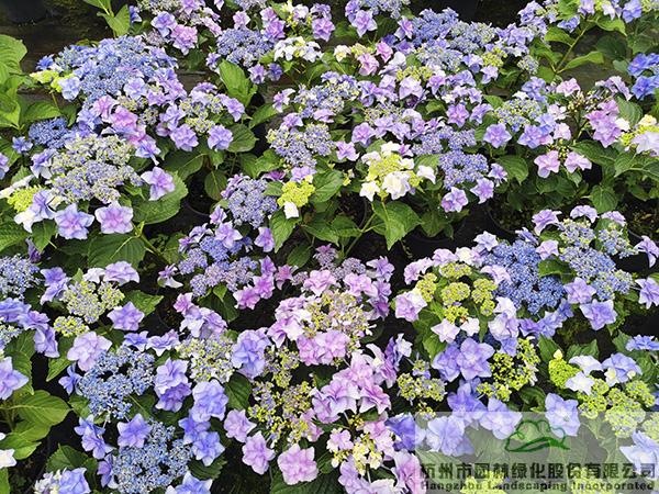 亚洲精品白浆高清久久久久久