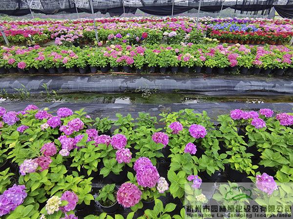 亚洲精品白浆高清久久久久久