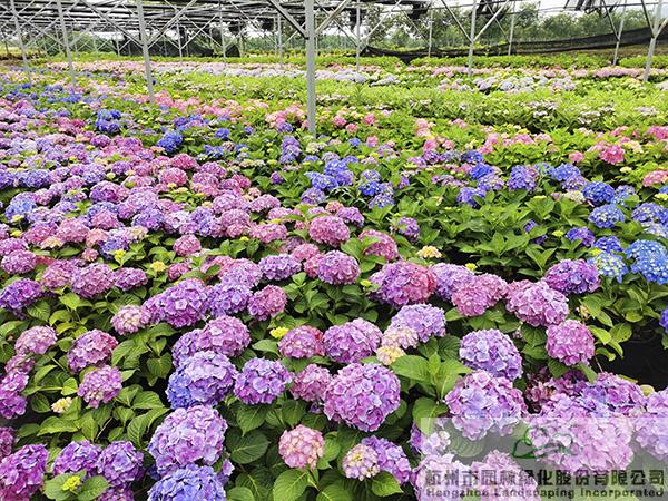 亚洲精品白浆高清久久久久久