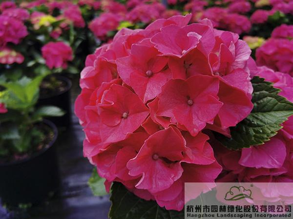 亚洲精品白浆高清久久久久久