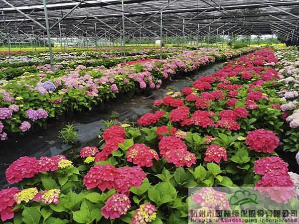 亚洲精品白浆高清久久久久久