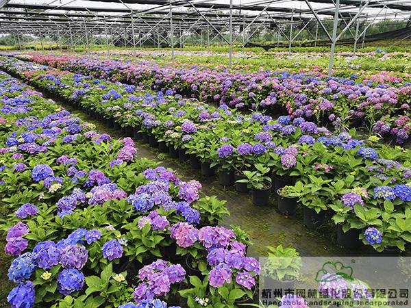 亚洲精品白浆高清久久久久久