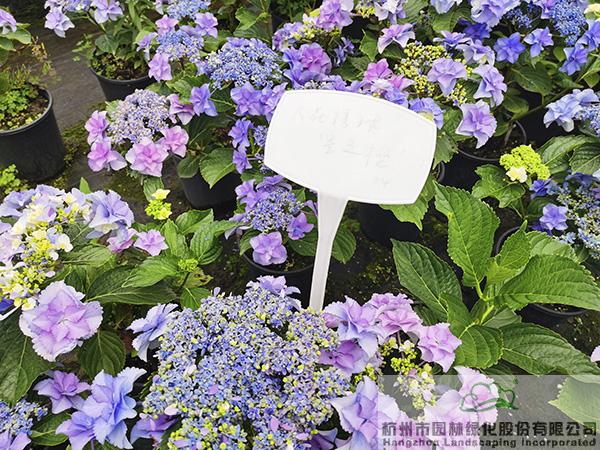 亚洲精品白浆高清久久久久久