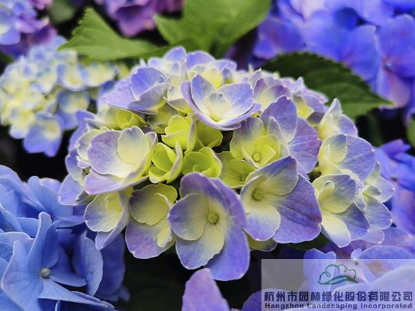 亚洲精品白浆高清久久久久久