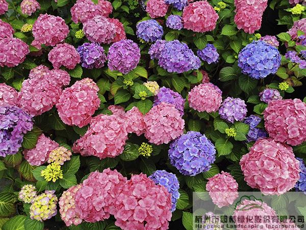 亚洲精品白浆高清久久久久久