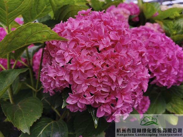 亚洲精品白浆高清久久久久久