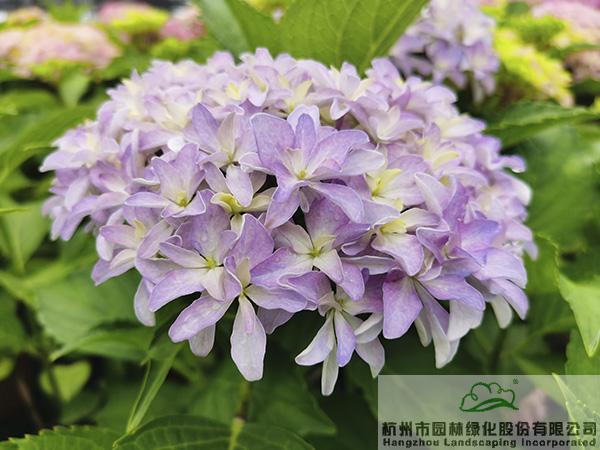 亚洲精品白浆高清久久久久久