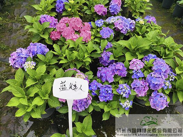 亚洲精品白浆高清久久久久久