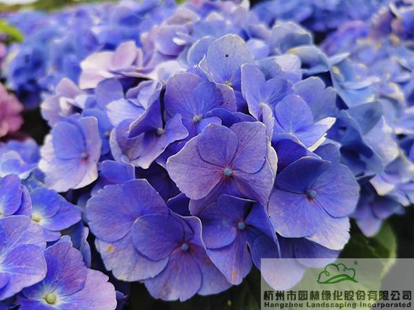 亚洲精品白浆高清久久久久久