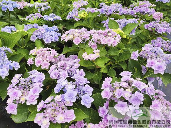 亚洲精品白浆高清久久久久久