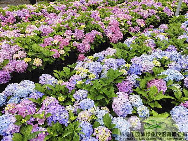 亚洲精品白浆高清久久久久久