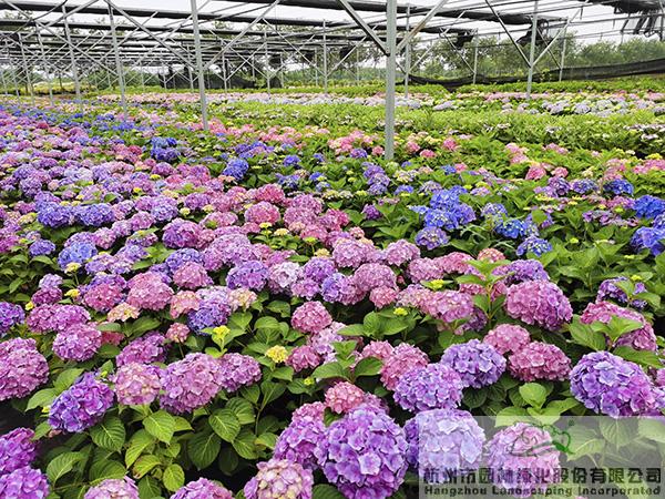 亚洲精品白浆高清久久久久久